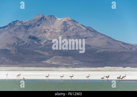 Flamingos (Phoenicopteridae) im Monumento Natural Salar de Surire, salt Lake, Region Arica y Parinacota, Nord-Chile, Chile Stockfoto