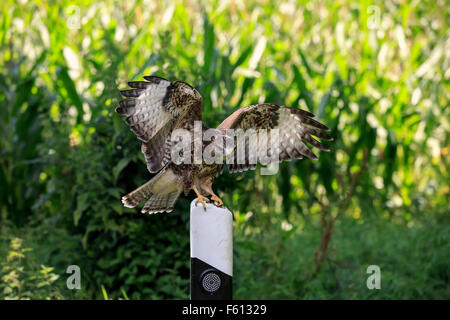 Mäusebussard (Buteo Buteo), Erwachsene auf Suche, sitzen auf der Straße Post, Kasselburg, Eifel, Deutschland Stockfoto