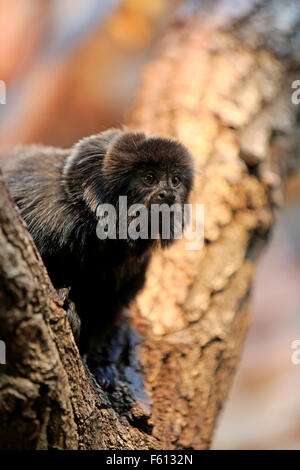 Goeldi Marmoset oder Goeldi Affe (Callimico Goeldii), Erwachsene, gefunden in Südamerika, gefangen Stockfoto