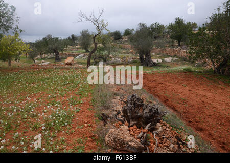 Oliven- und Mandelbäume Bäume im Obstgarten in der Nähe von Santa Agnes de Corona, Ibiza Spanien Stockfoto