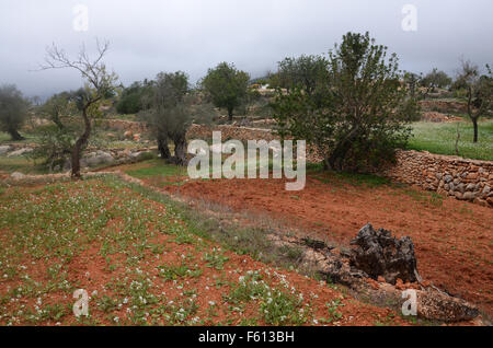 Oliven- und Mandelbäume Bäume im Obstgarten in der Nähe von Santa Agnes de Corona, Ibiza Spanien Stockfoto