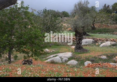 Oliven- und Mandelbäume Bäume im Obstgarten in der Nähe von Santa Agnes de Corona, Ibiza Spanien Stockfoto
