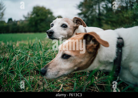 Zwei Jack Russell Hunde erschossen am Boden Stockfoto