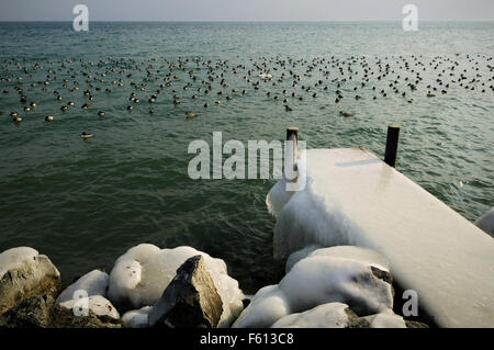 Enten und eisigen Pier während der Februar 2012 europäischen Kältewelle in Rolle, Genfer See, Kanton Waadt, Schweiz Stockfoto