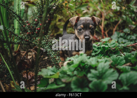 Jack Russell Welpen erkunden den Garten Stockfoto