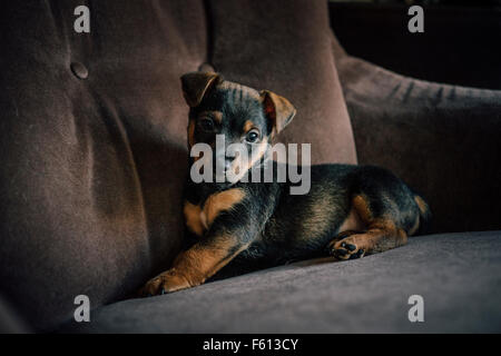 Jack Russell Terrier Welpe liegend auf einem Stuhl Stockfoto