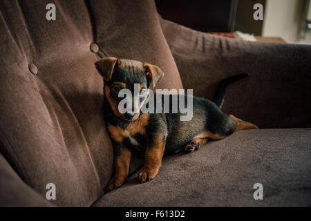 Jack Russell Terrier Welpen auf einem Stuhl sitzend Stockfoto