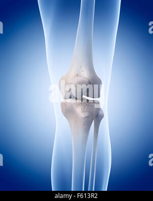medizinisch genaue Abbildung des menschlichen Skeletts - Knie Stockfoto