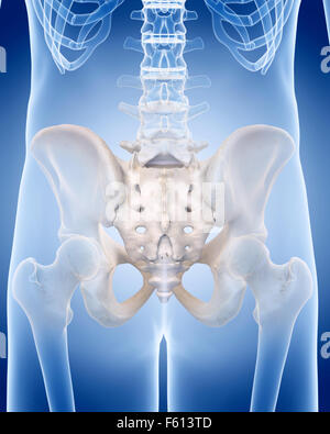 medizinisch genaue Abbildung des menschlichen Skeletts - das Kreuzbein Stockfoto