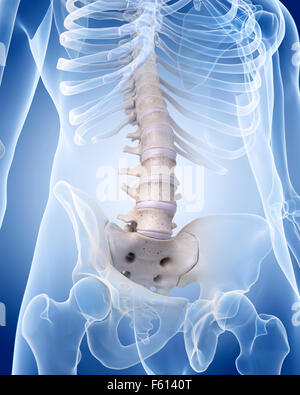 medizinisch genaue Abbildung des menschlichen Skeletts - der Lendenwirbelsäule Stockfoto