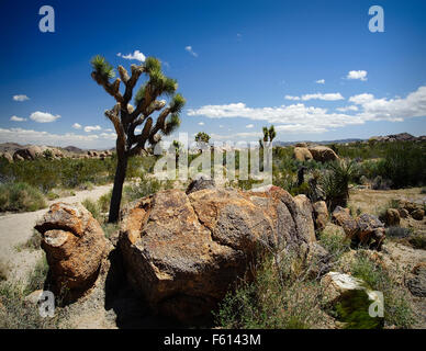 Joshua Tree in Joshua Tree National Park The Joshua Tree ist eines der leichtesten erkennbaren Bäume im amerikanischen Südwesten Stockfoto