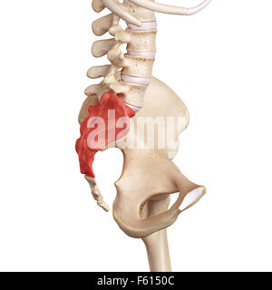 medizinische genaue Darstellung der das Kreuzbein Stockfoto