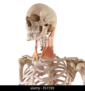 medizinische genaue Darstellung der sternocleidomastoideus Stockfoto