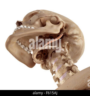 medizinische genaue Darstellung der stylohyoid Stockfoto