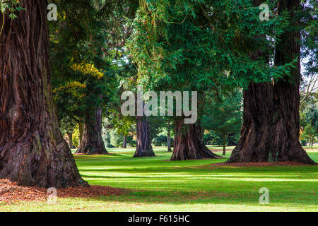 Sequoia Sempervirens oder Coast Redwoods in Pinetum auf dem Bowood Anwesen in Wiltshire. Stockfoto