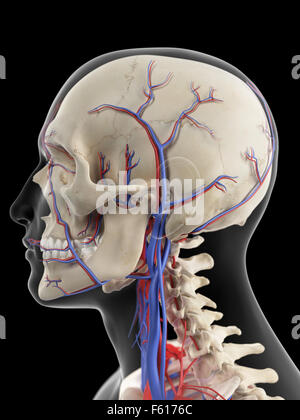 medizinisch genaue Darstellung der Venen und Arterien des Kopfes Stockfoto