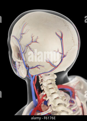 medizinisch genaue Darstellung der Venen und Arterien des Kopfes Stockfoto