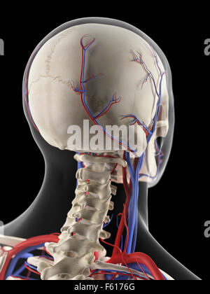 medizinisch genaue Darstellung der Venen und Arterien des Kopfes Stockfoto