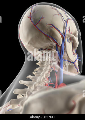medizinisch genaue Darstellung der Venen und Arterien des Kopfes Stockfoto
