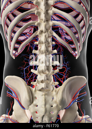 Anatomie des menschlichen Bauch Venensystem Stockfotografie - Alamy
