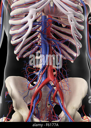 medizinisch genaue Abbildung der abdominale Arterien und Venen Stockfoto