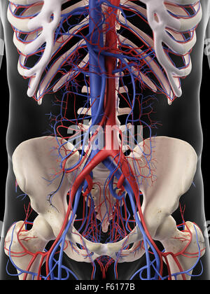 medizinisch genaue Abbildung der abdominale Arterien und Venen Stockfoto