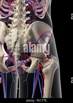 medizinisch genaue Abbildung des Becken-Herz-Kreislauf-Systems Stockfoto