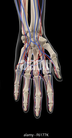 medizinisch genaue Darstellung der Arterien und Venen der hand Stockfoto