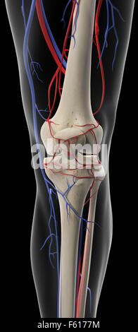 medizinisch genaue Darstellung der Arterien und Venen des Knies Stockfoto