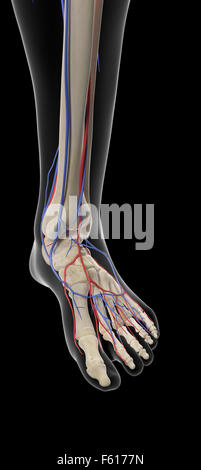 medizinisch genaue Darstellung der Arterien und Venen des Fußes Stockfoto