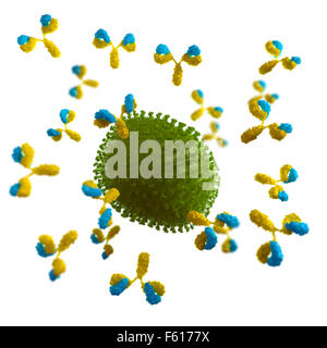 medizinisch genaue Abbildung von einem Virus angegriffen durch Antikörper Stockfoto