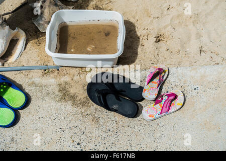 In der Nähe des Eingang zu einem karibischen Strand in St. Croix, Amerikanische Jungferninseln, Flip-Flops oder Badeschuhe aufgereiht. Konzeptionelle. Stockfoto