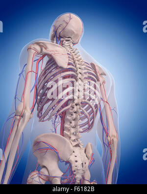 medizinisch genaue Abbildung des Herz-Kreislauf-Systems - hinteren thorax Stockfoto