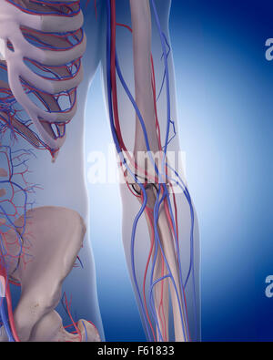 medizinisch genaue Abbildung des Herz-Kreislauf-Systems - Ellenbogen Stockfoto