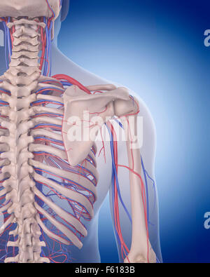 medizinisch genaue Abbildung des Herz-Kreislauf-Systems - Schulter Stockfoto