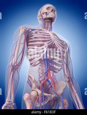 medizinisch genaue Abbildung des Herz-Kreislauf-Systems - Oberkörper Stockfoto