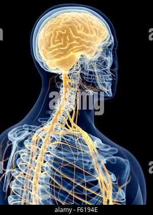 medizinisch genaue Abbildung der zervikalen Nerven Stockfoto