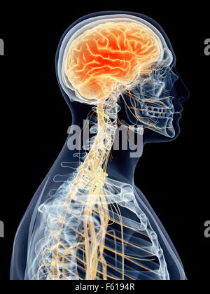 medizinisch genaue Abbildung - Kopfschmerzen Stockfoto
