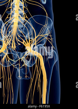 medizinisch genaue Abbildung des n. ischiadicus Stockfoto