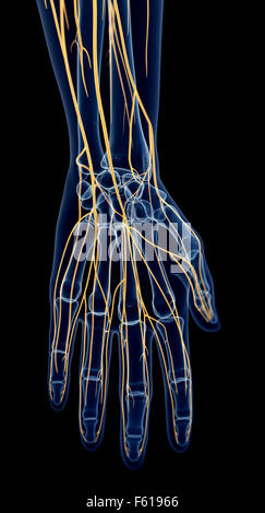 medizinisch genaue Abbildung der Hand-Nerven Stockfoto