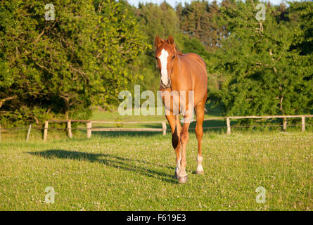 eine junge Kastanien Holsteiner Stute läuft frei auf einer Weide Stockfoto