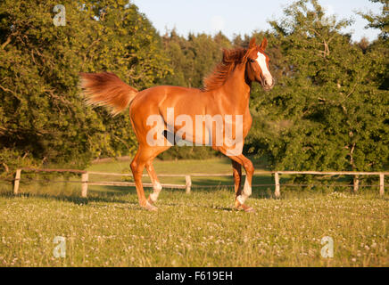 eine junge Kastanien Holsteiner Stute läuft frei auf einer Weide Stockfoto