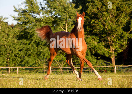 eine junge Kastanien Holsteiner Stute läuft frei auf einer Weide Stockfoto