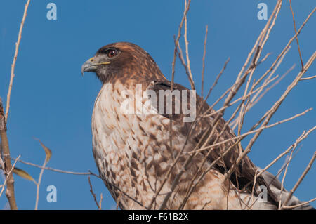 Ein rot - angebundener Falke (Buteo Jamaicensis) sitzt in der Spitze eines Baumes Laub-um Suche nach Beute in der Sacramento Nationa Stockfoto