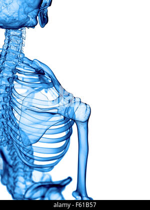 medizinisch genaue Abbildung der skelettartigen Schulter Stockfoto