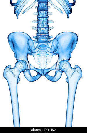 medizinisch genaue Abbildung des Hüftgelenks Stockfoto