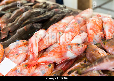 Grosser Haufen frischer Knorpelfischen auf dem Markt Stockfoto