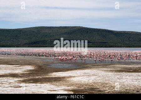 Viele Flamingos in Lake Nakuru, Kenia Stockfoto