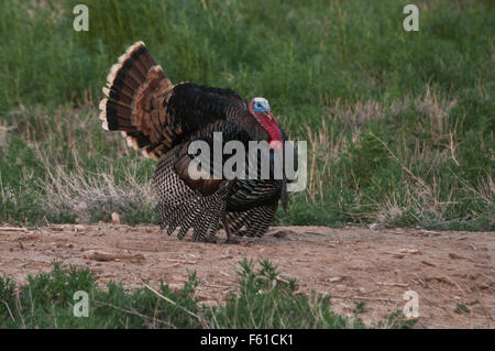 Männliche Türkei (Meleagris Gallopavo) streben im Frühjahr Paarungszeit; Bosque del Apache Wildlife Refuge, New Mexico. Stockfoto