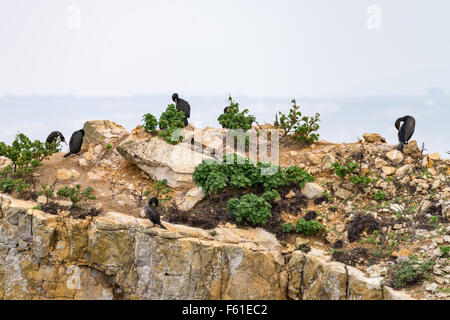 Europäische Shags (Phalacrocorax Aristotelis) an der Küste in Peniche, Portugal. Stockfoto